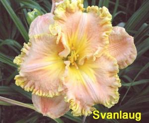 Svanlaug (2008)